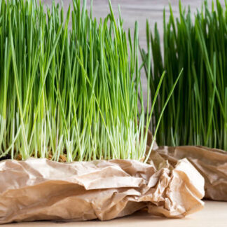 Organic WheatGrass (100g) Australia