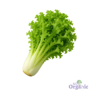 Organic Endive (each) Australia
