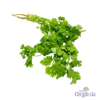 Organic Herbs - Coriander (25g) Australia