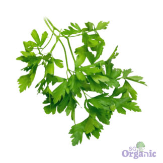 Organic Herbs - Parsley, Flat (25g) Australia