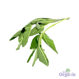 Organic Herbs - Sage (25g) Australia