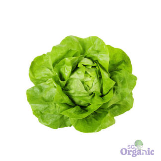 Organic Lettuce - Butterhead (250g) Australia