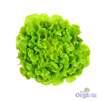 Organic Lettuce - Green Oak (250g) Australia