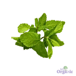Organic Herbs - Mint (25g) Australia