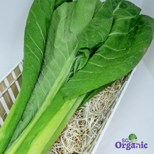 Organic Asian Greens - Choy Sum (1 Stem) Australia