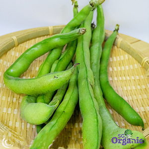 Organic Beans - Broad (100g) Australia