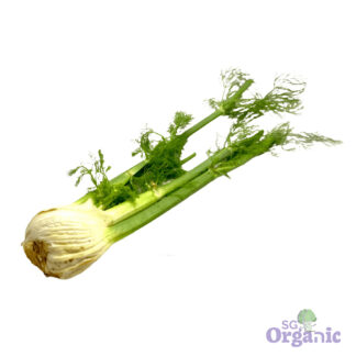 Organic Fennel (bulb) Australia