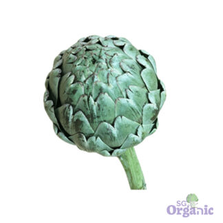 Organic Globe Artichoke (bulb) Australia