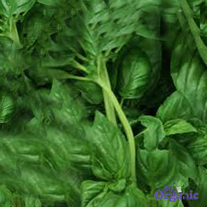 Organic Herbs - Basil (25g) Australia