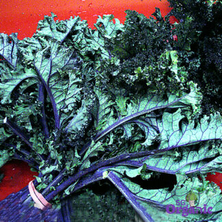 Organic Kale - Red (400g) Australia