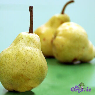 Organic Pear - Williams (each) Australia