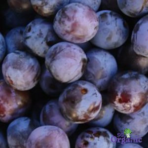 Organic Plum - Sugar (250g) Australia