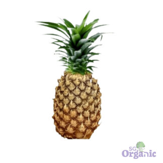 Organic Pineapple (each) Australia